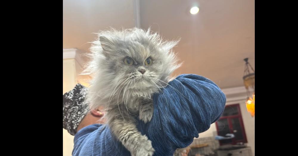 Nebula, Adoptable, Kitten Female Persian.