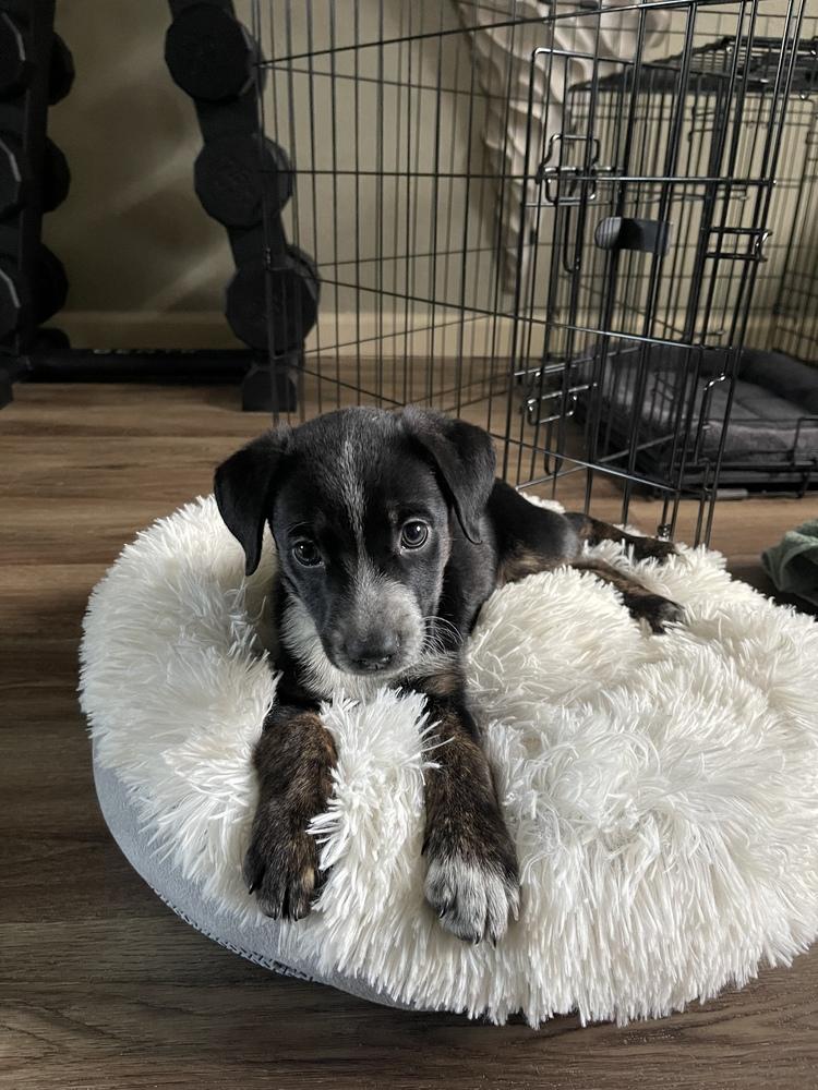 Enlarge Cricket, a Adoptable mixed breed in Denver, CO image 1/3