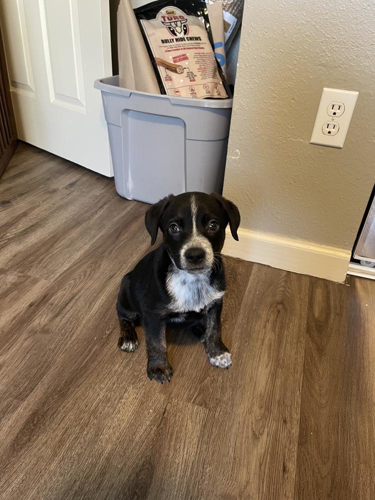 Enlarge Cricket, a Adoptable mixed breed in Denver, CO image 2/3