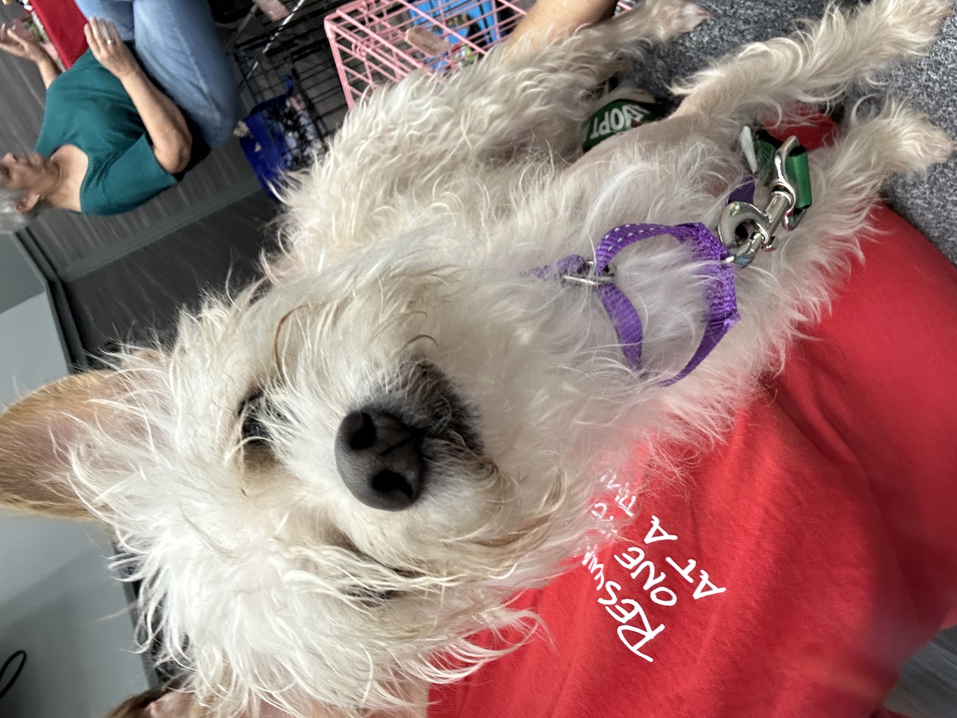 Dog for adoption Daffy, a Maltese Mix in Las Vegas, NV Petfinder