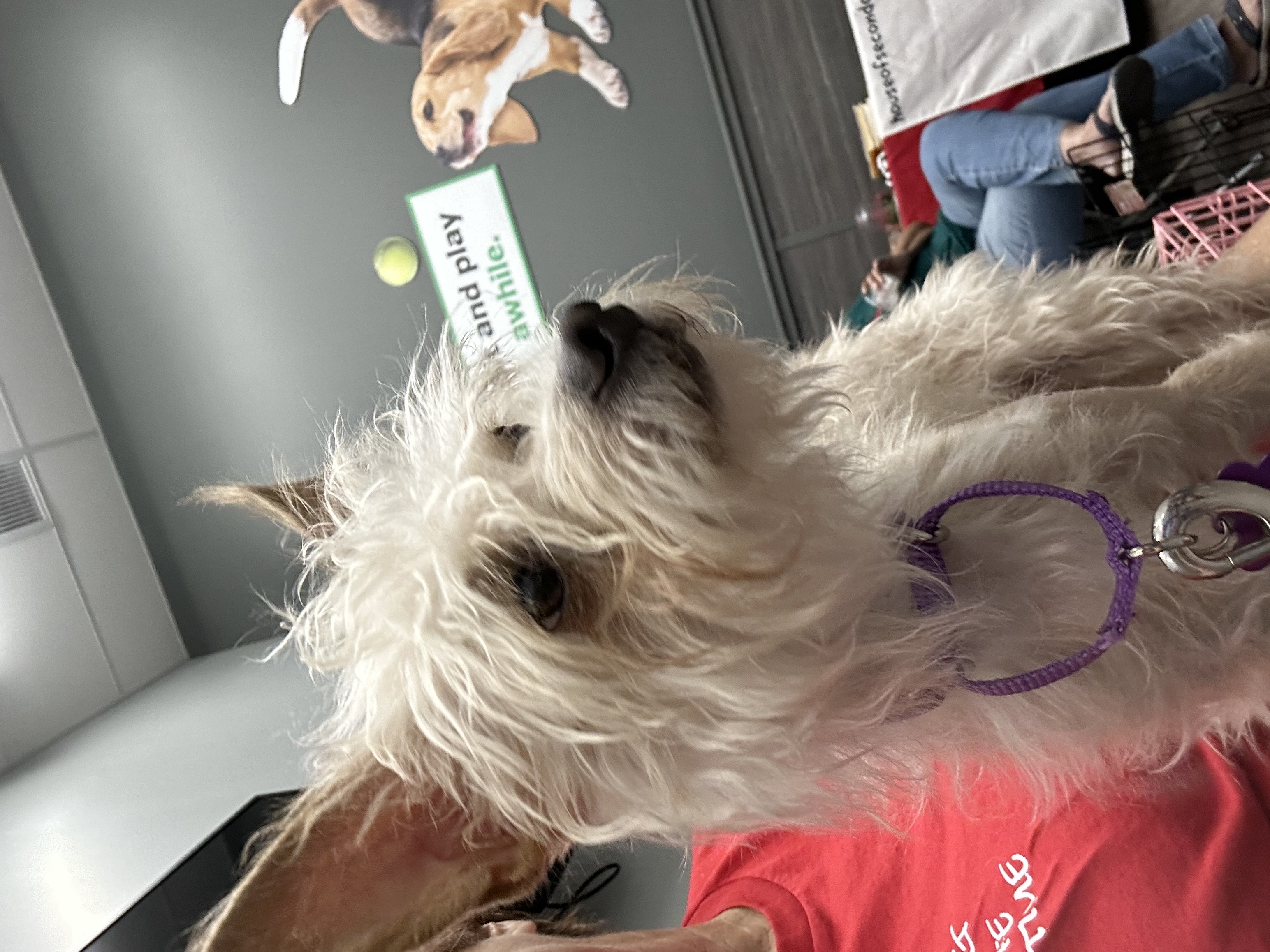 Dog for adoption Daffy, a Maltese Mix in Las Vegas, NV Petfinder