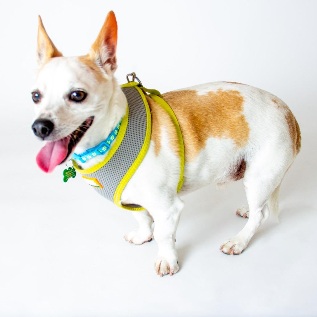 Enlarge Aster 14060, a Adoptable Chihuahua in San Francisco, CA image 1/6