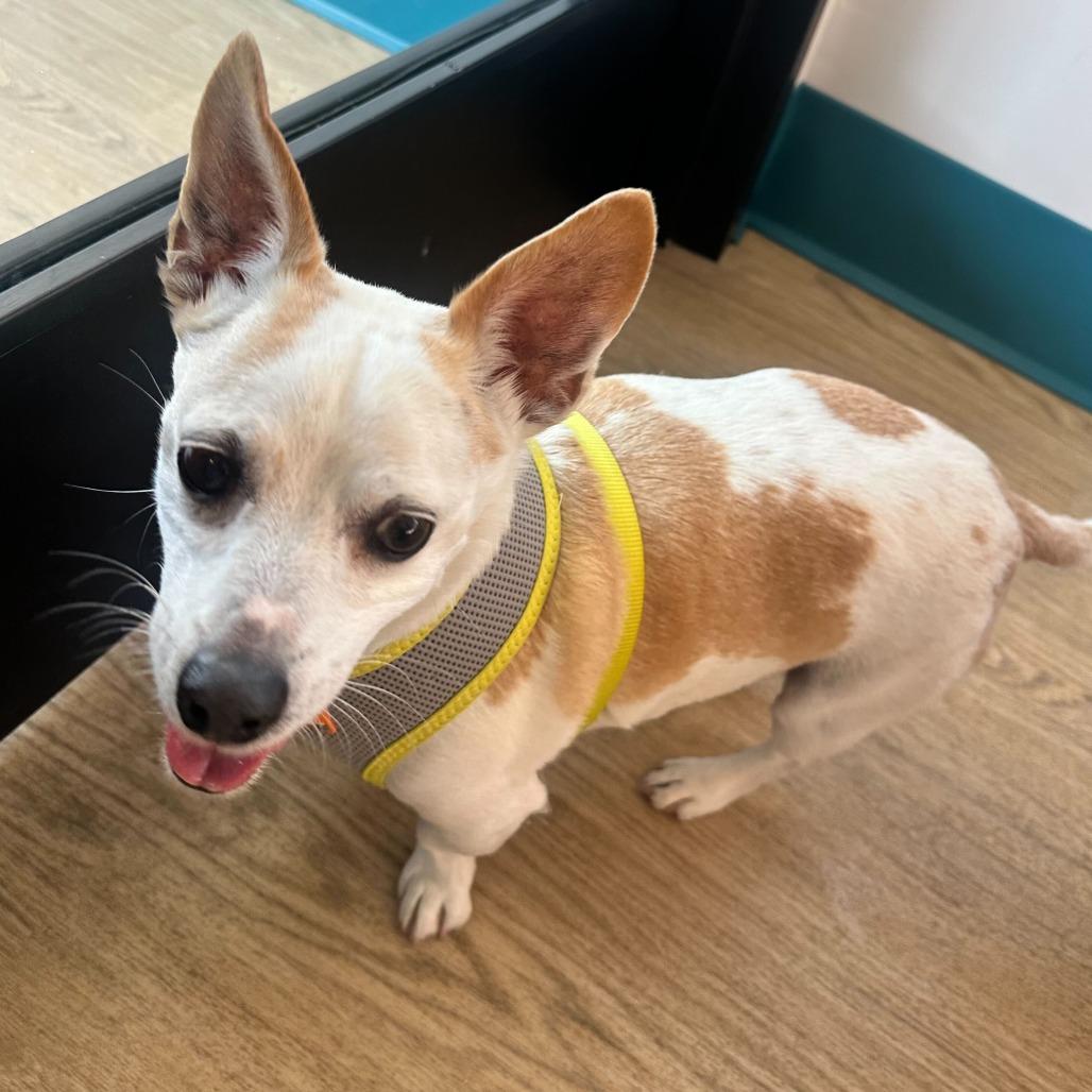 Enlarge Aster 14060, a Adoptable Chihuahua in San Francisco, CA image 2/6