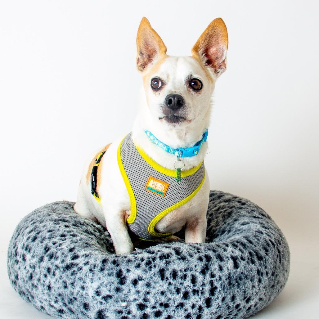 Enlarge Aster 14060, a Adoptable Chihuahua in San Francisco, CA image 3/6