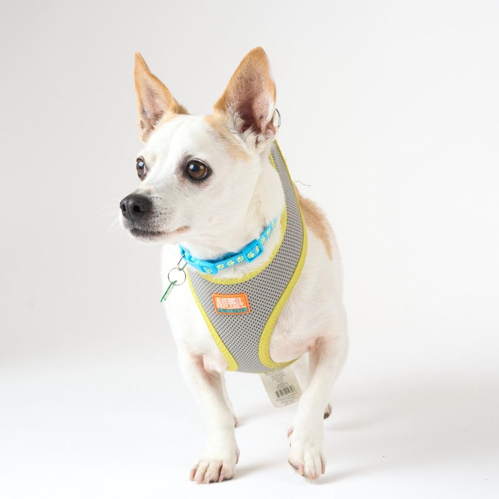 Enlarge Aster 14060, a Adoptable Chihuahua in San Francisco, CA image 4/6