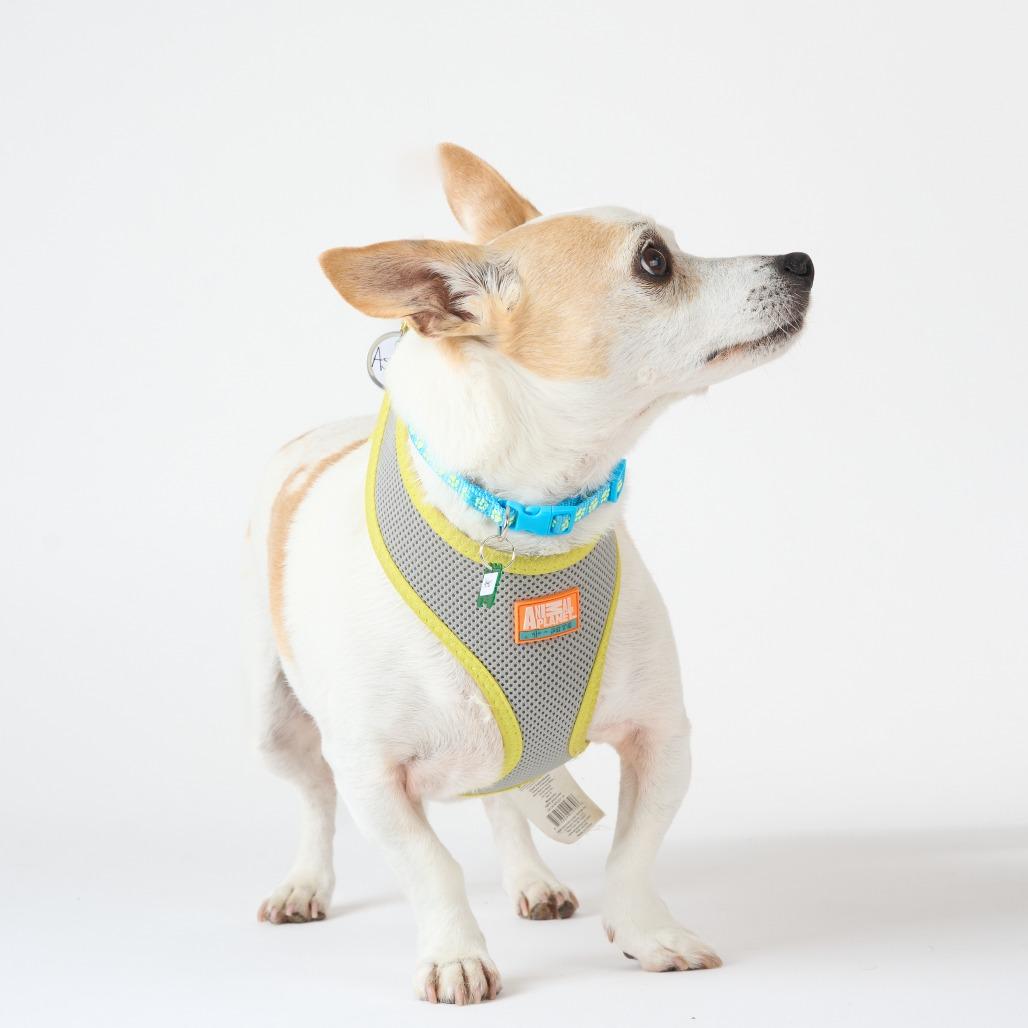 Enlarge Aster 14060, a Adoptable Chihuahua in San Francisco, CA image 5/6