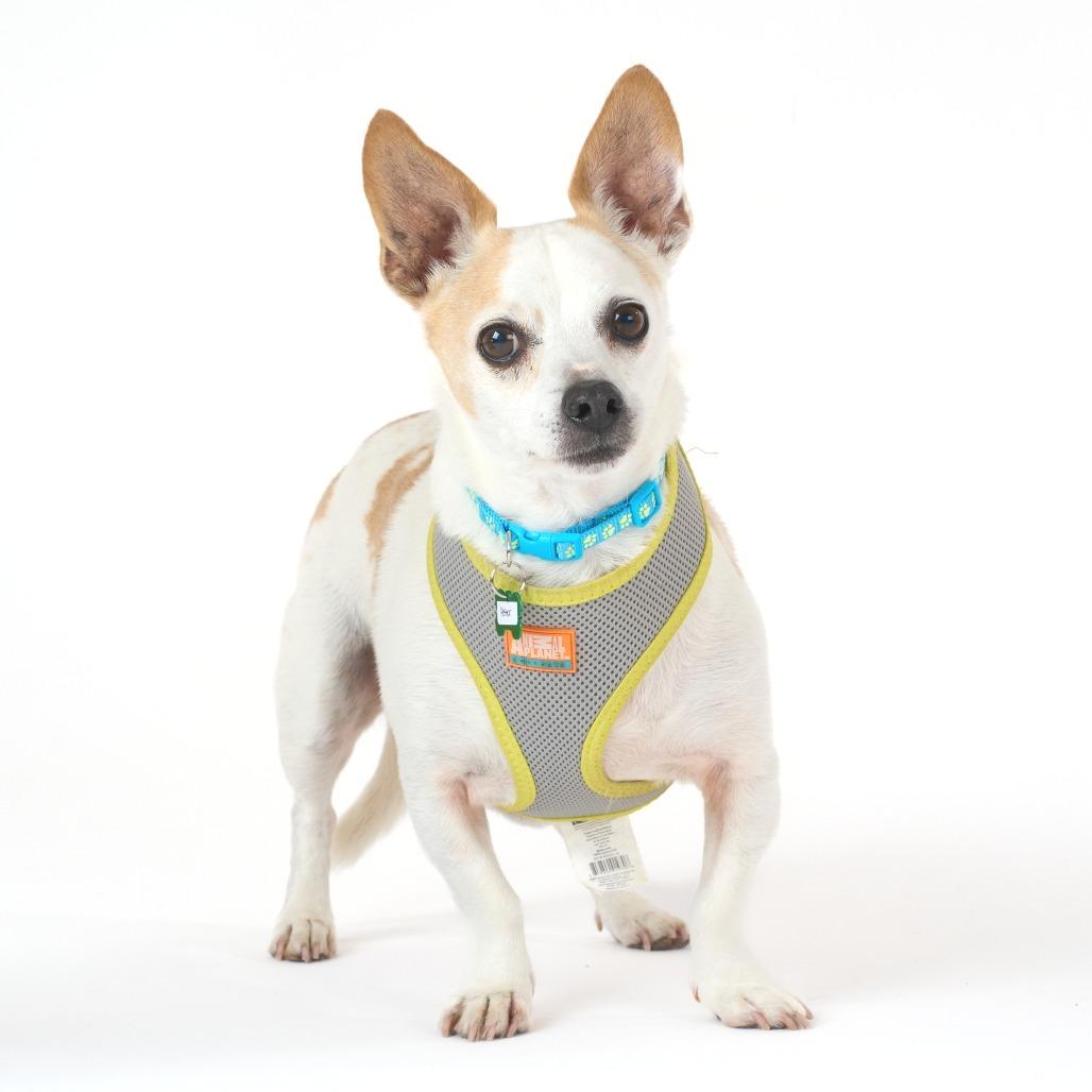 Enlarge Aster 14060, a Adoptable Chihuahua in San Francisco, CA image 6/6