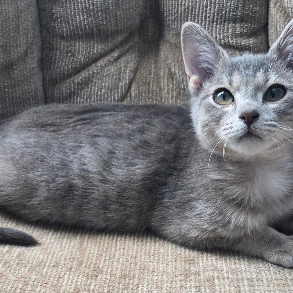 Enlarge Stardust, a Adoptable Domestic Short Hair in Kansas City, MO image 1/2