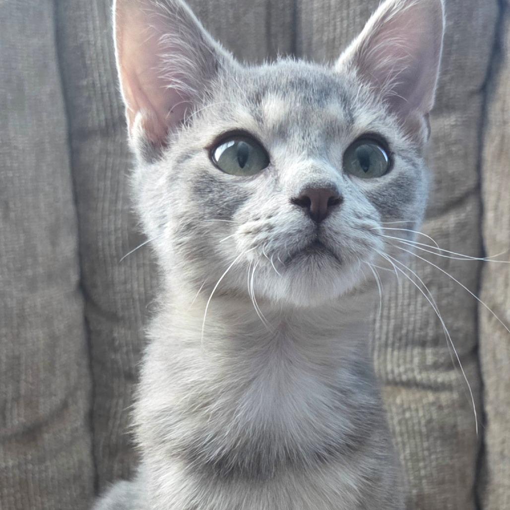 Enlarge Stardust, a Adoptable Domestic Short Hair in Kansas City, MO image 2/2