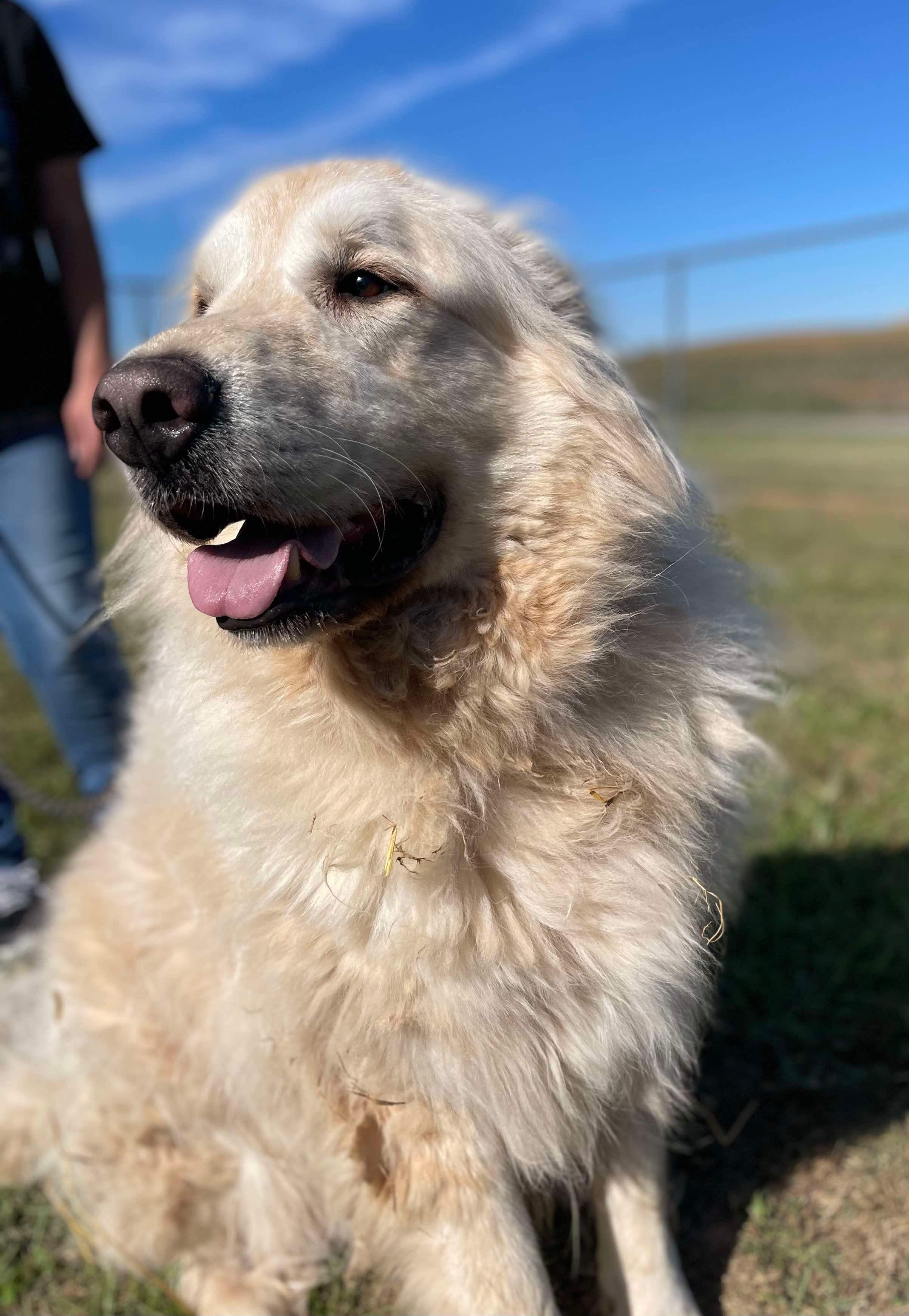 Dog for adoption HANK, a Great Pyrenees in Franklin, KY Petfinder