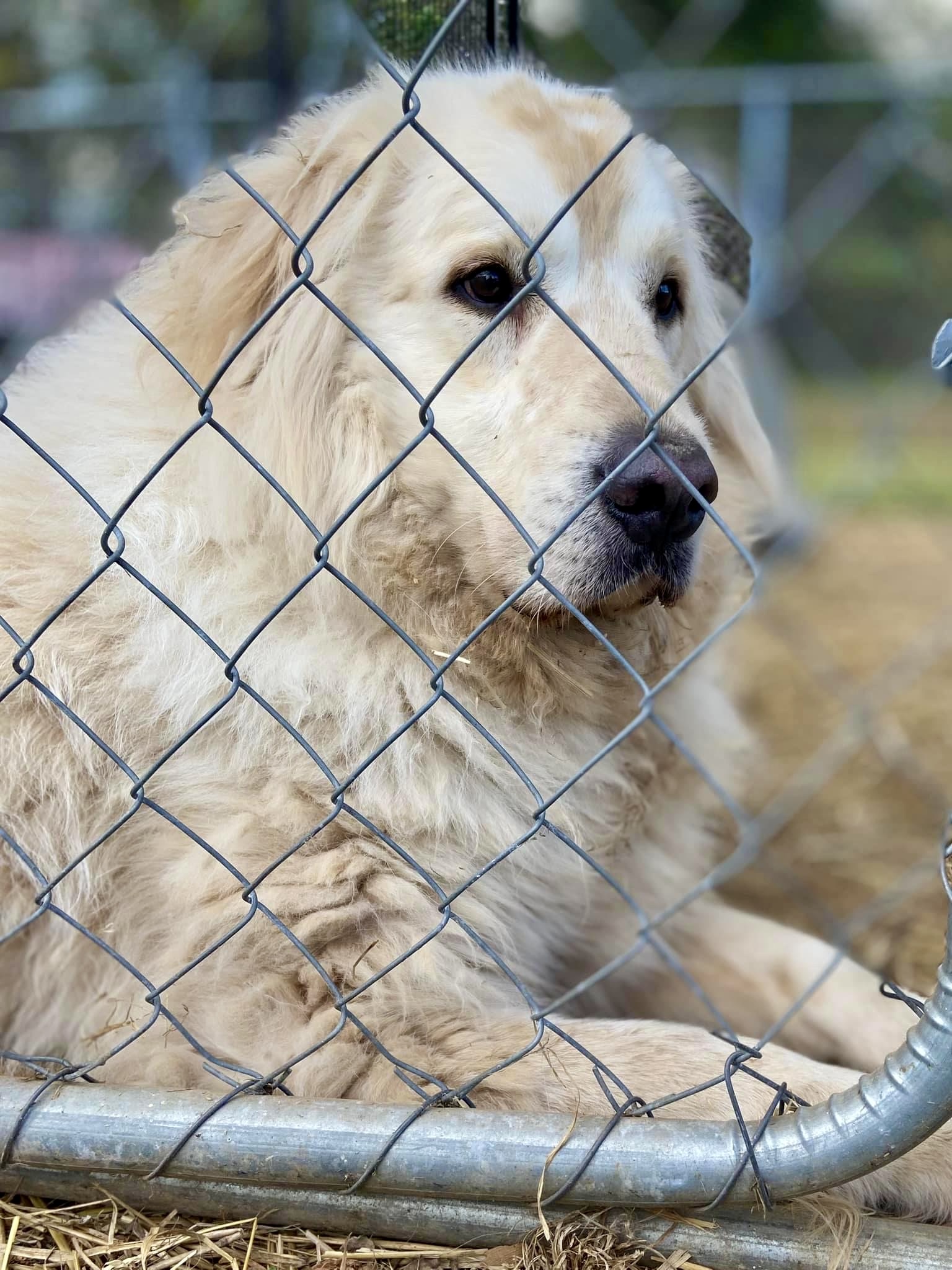 Dog for adoption HANK, a Great Pyrenees in Franklin, KY Petfinder