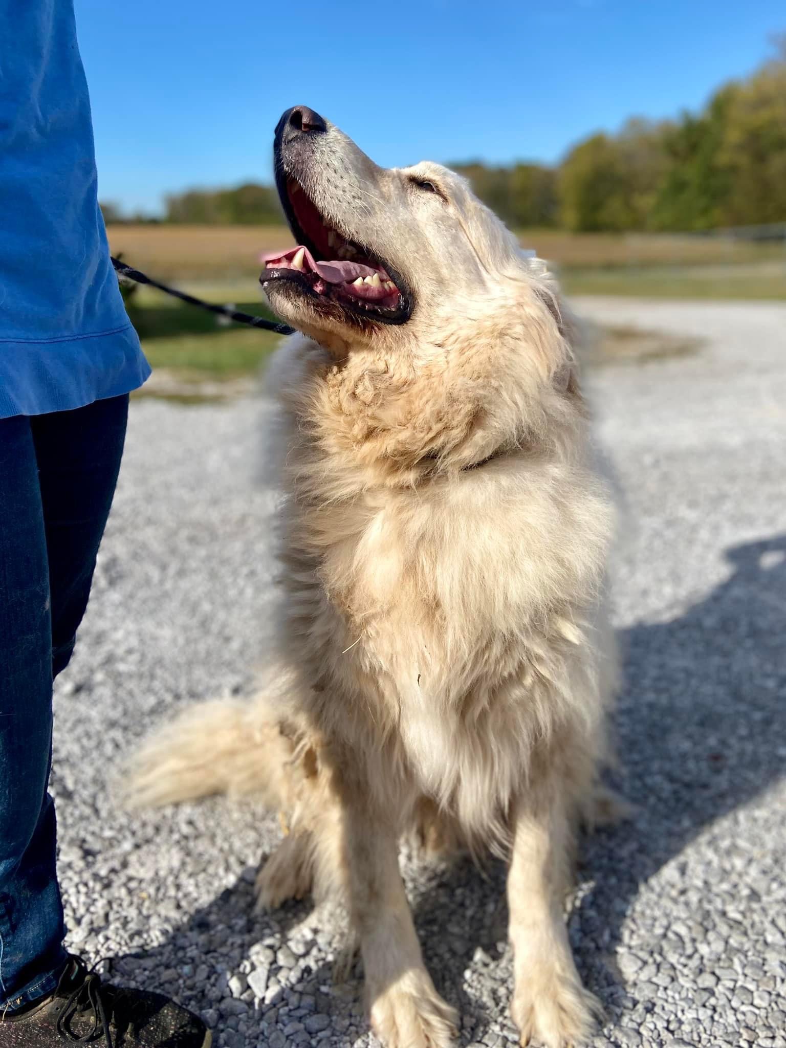 Dog for adoption HANK, a Great Pyrenees in Franklin, KY Petfinder
