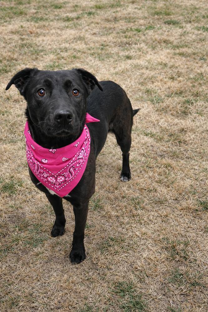 Bambi, Adoptable, Adult Female Labrador Retriever & Pit Bull Terrier.