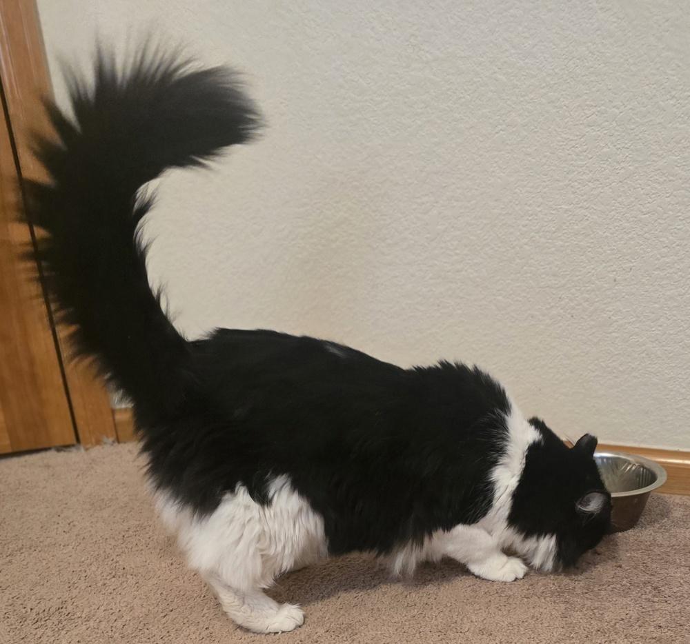 Enlarge Fluffy, a Adoptable mixed breed in Lafayette, CO image 2/6