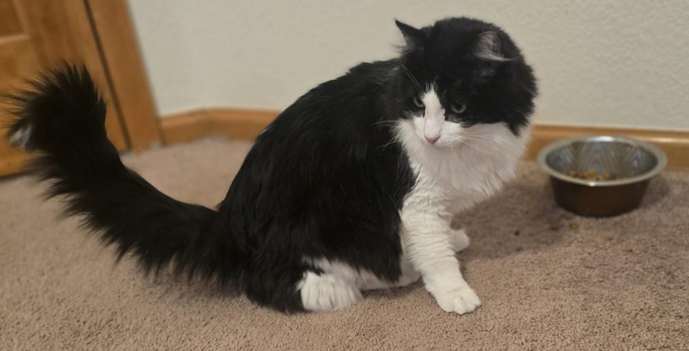 Enlarge Fluffy, a Adoptable mixed breed in Lafayette, CO image 3/6