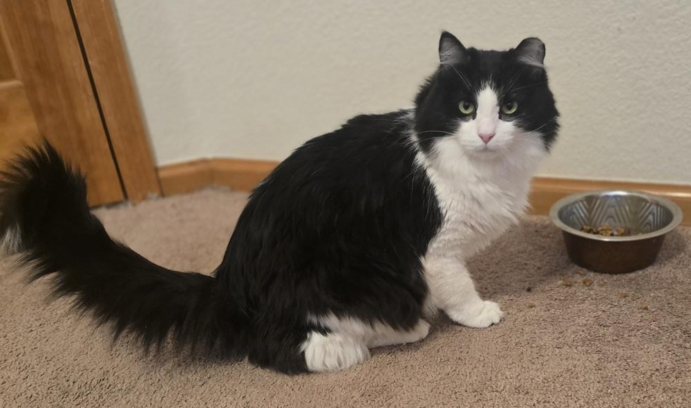 Enlarge Fluffy, a Adoptable mixed breed in Lafayette, CO image 4/6