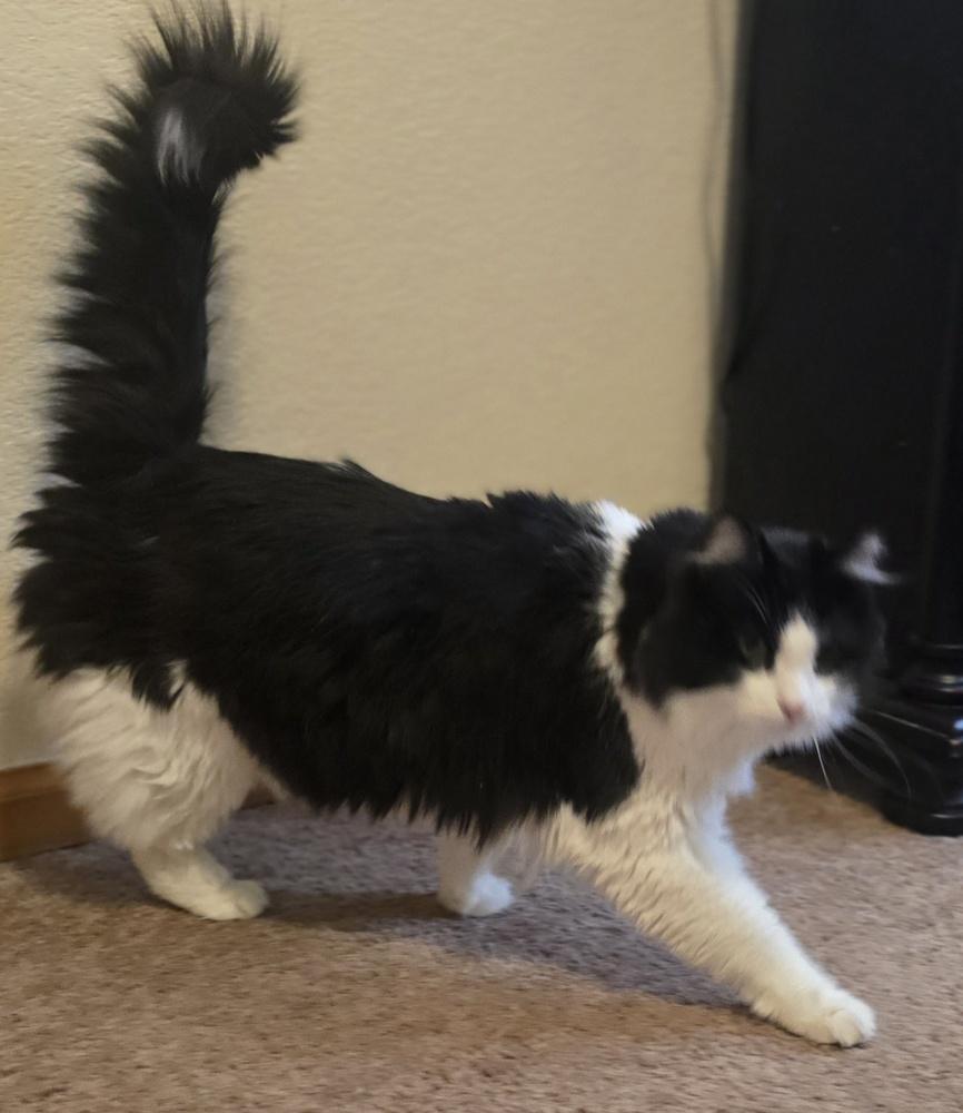 Enlarge Fluffy, a Adoptable mixed breed in Lafayette, CO image 5/6