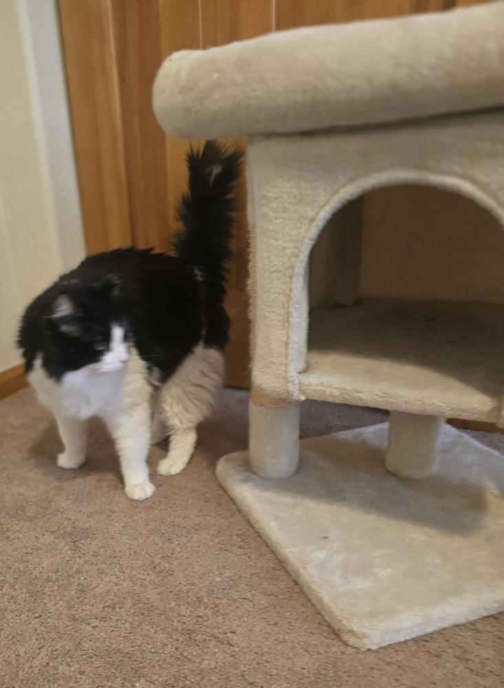 Enlarge Fluffy, a Adoptable mixed breed in Lafayette, CO image 6/6