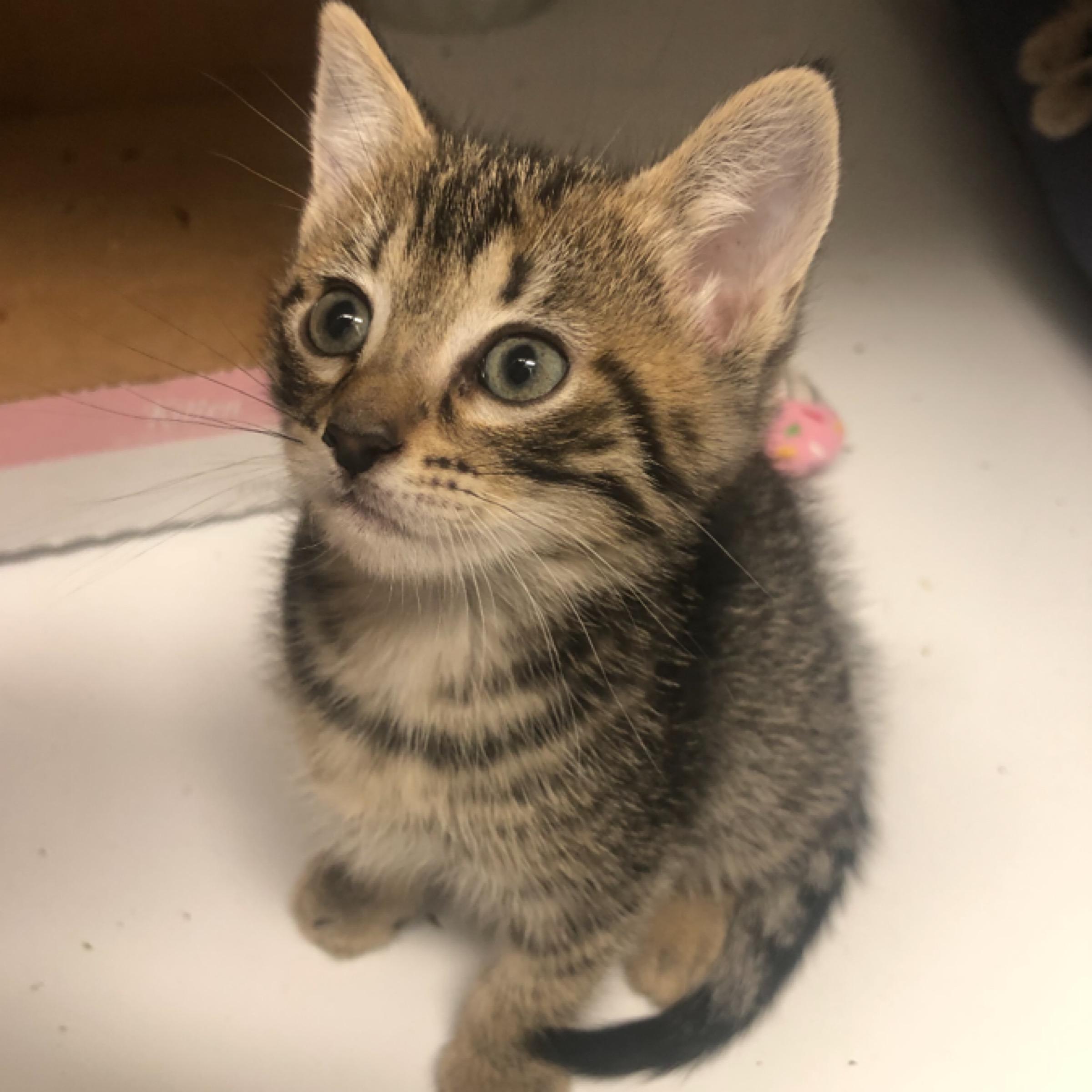 Enlarge Ember, an adopted mixed breed in Kingwood, TX image 3/6