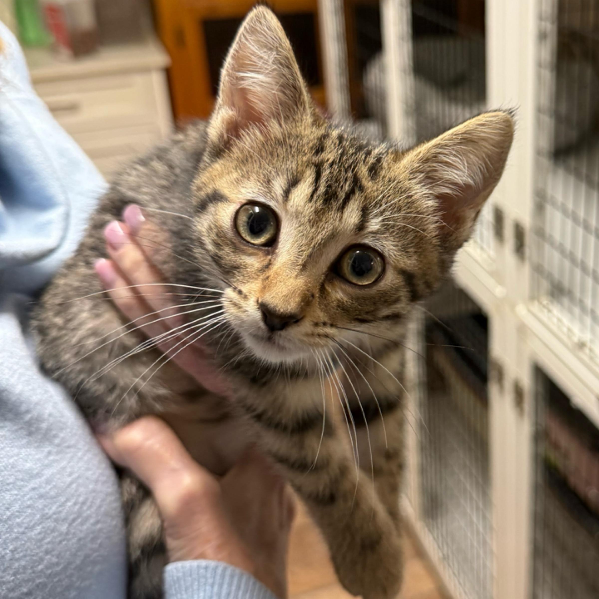 Enlarge Ember, an adopted mixed breed in Kingwood, TX image 2/6