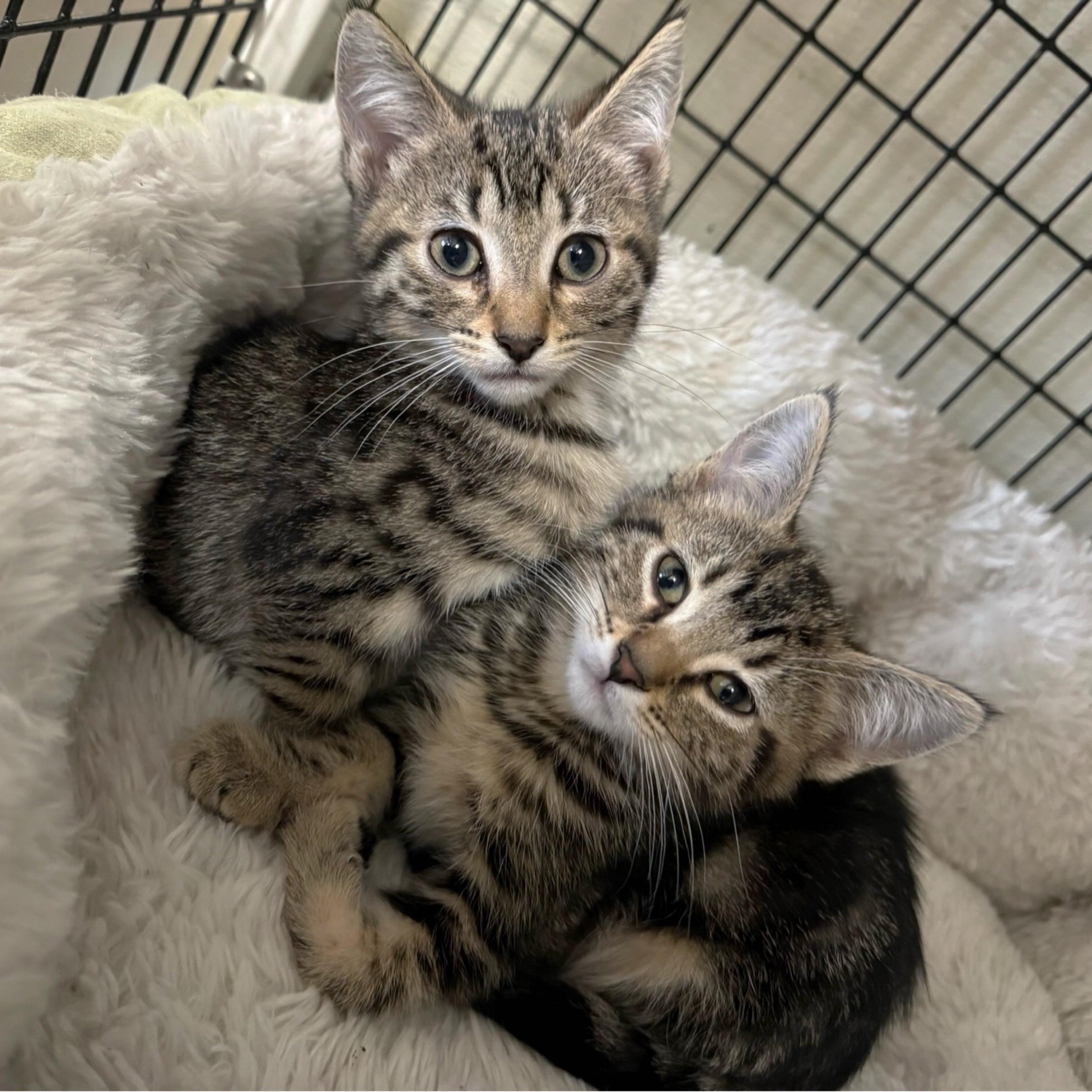 Ember, adopted, Kitten Female Tabby & Domestic Short Hair.