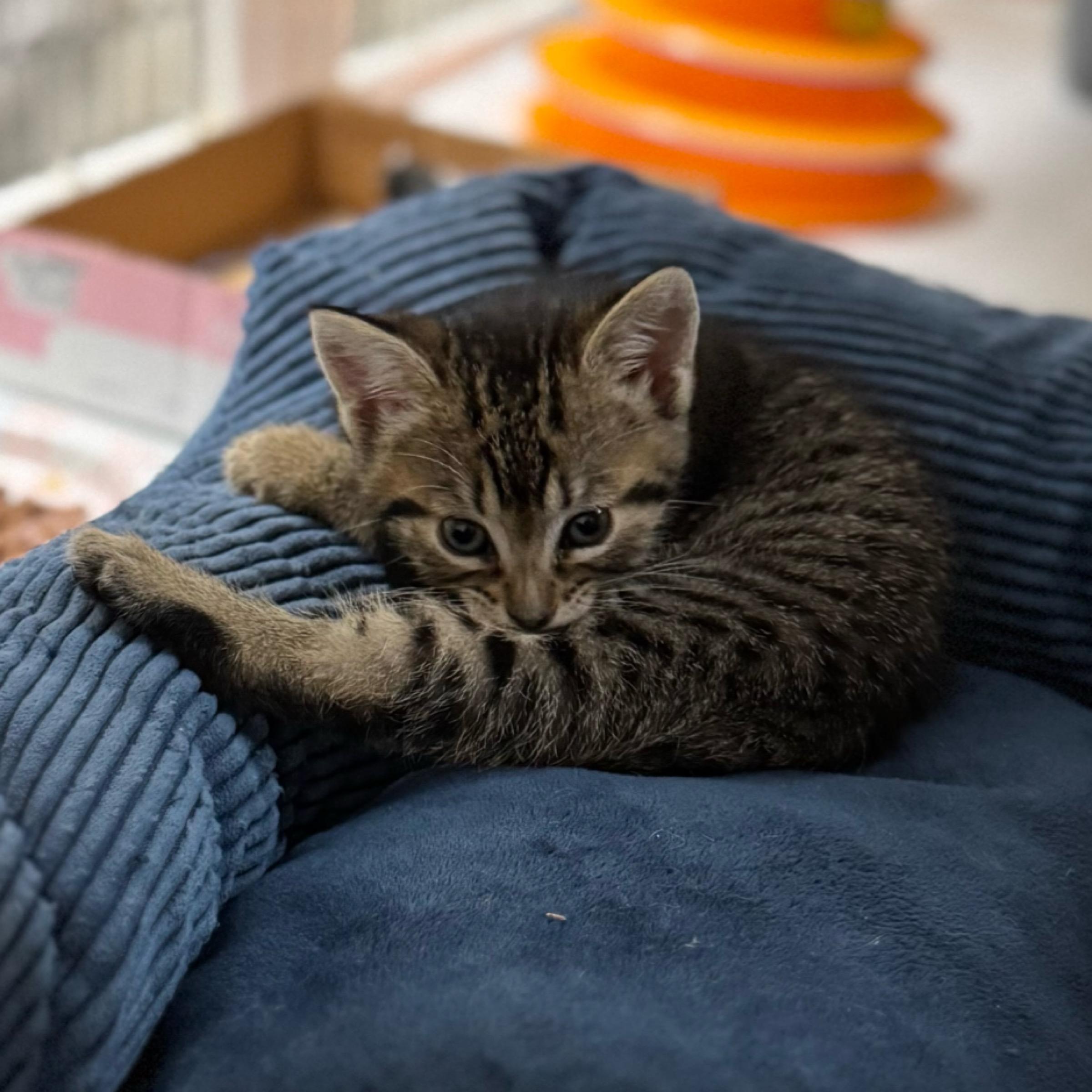 Enlarge Ember, an adopted mixed breed in Kingwood, TX image 5/6