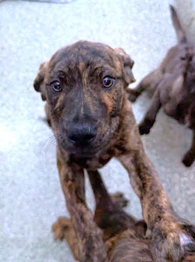 Sol, Adoptable, Puppy Male Labrador Retriever & Mixed Breed.