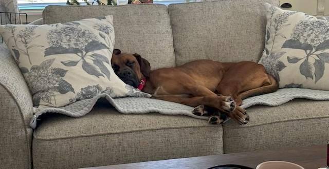 Sophie Lou Who, ADOPTABLE, Adult Female Boxer & Black Mouth Cur.