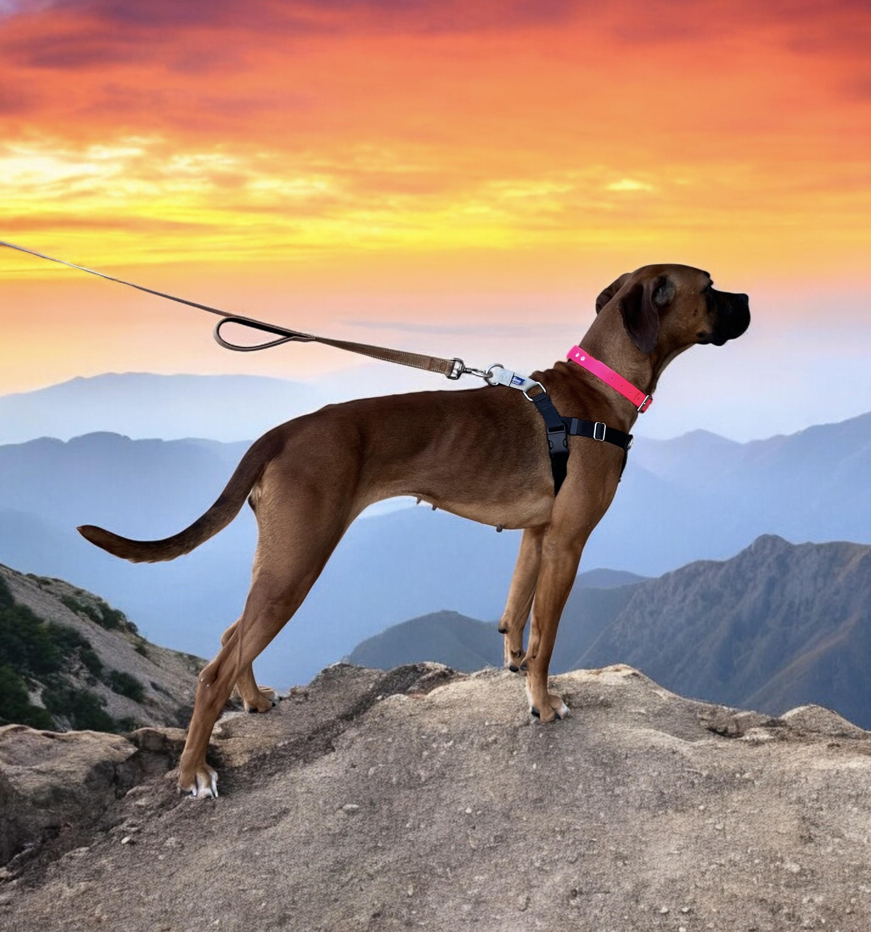 Sophie Lou Who, a ADOPTABLE mixed breed in Cedar Mountain, NC image 2/6