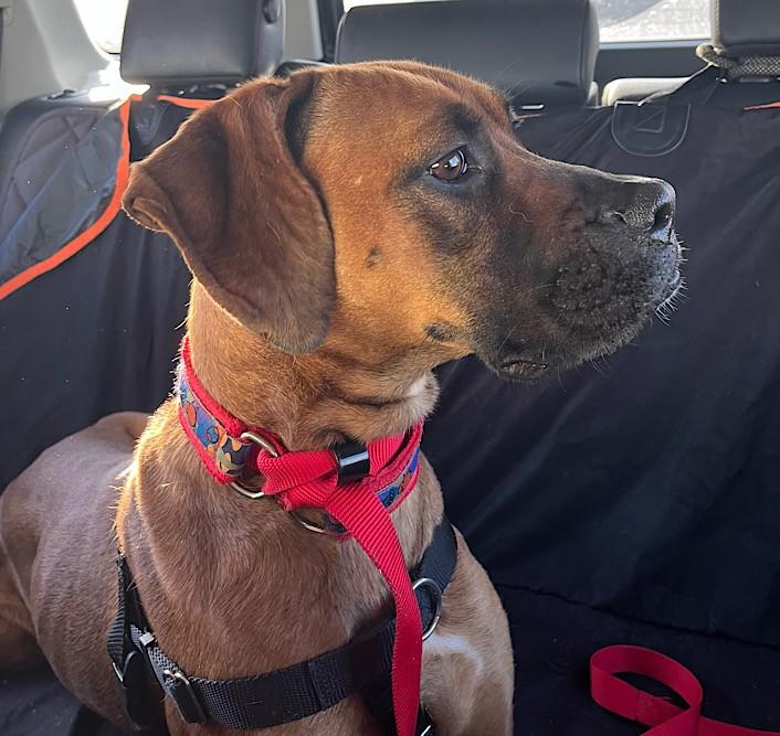 Sophie Lou Who, a ADOPTABLE mixed breed in Cedar Mountain, NC image 3/6