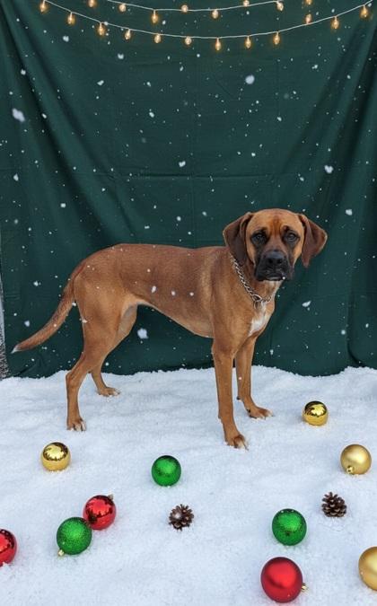 Sophie Lou Who, a ADOPTABLE mixed breed in Cedar Mountain, NC image 4/6