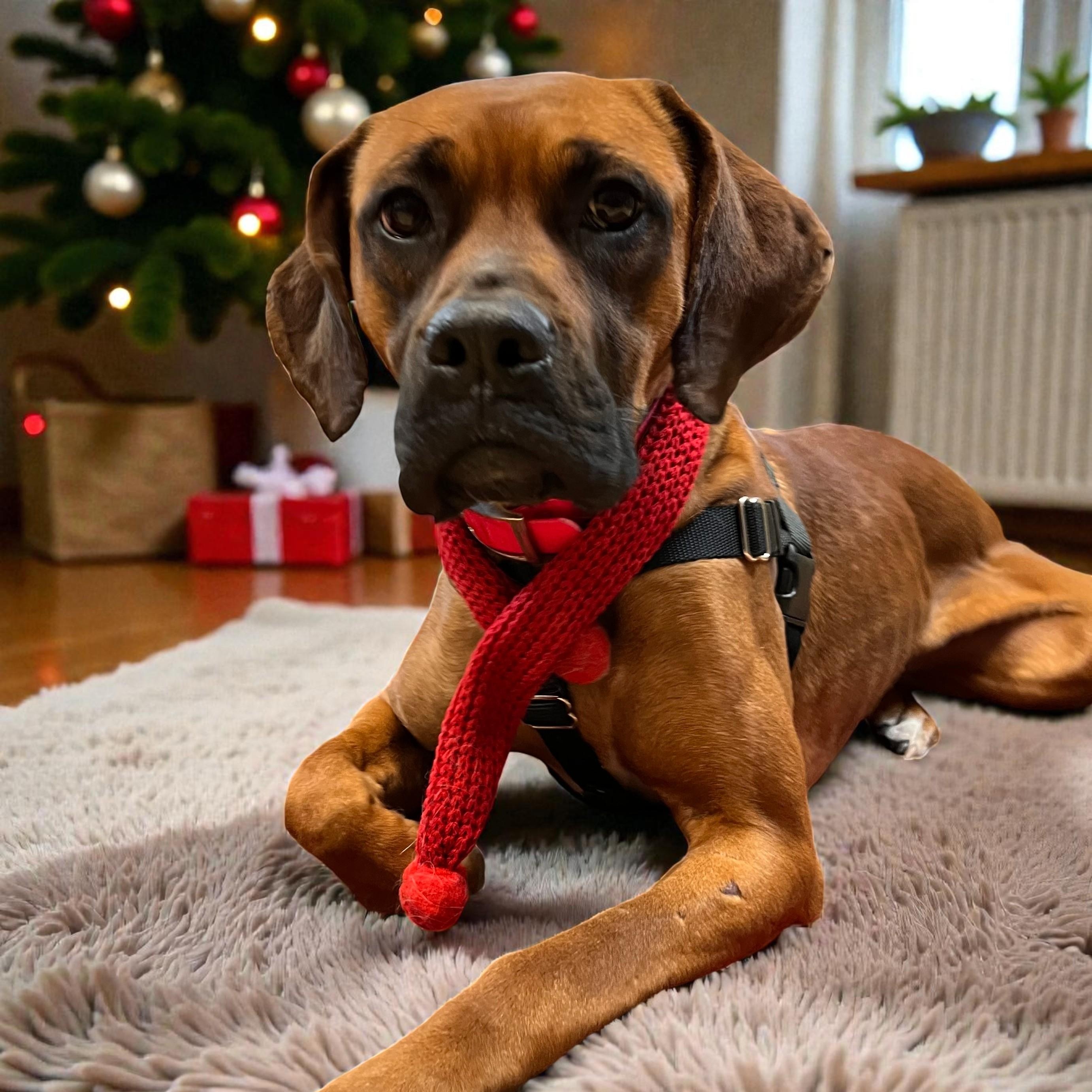 Sophie Lou Who, a ADOPTABLE mixed breed in Cedar Mountain, NC image 5/6