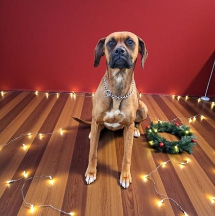 Sophie Lou Who, a ADOPTABLE mixed breed in Cedar Mountain, NC image 6/6