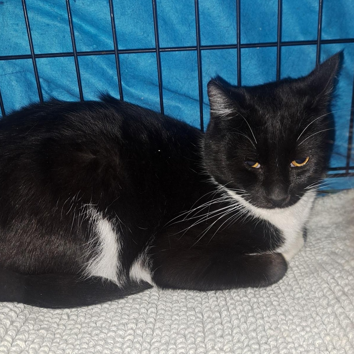 Oreo, ADOPTABLE, Young Male Domestic Short Hair.