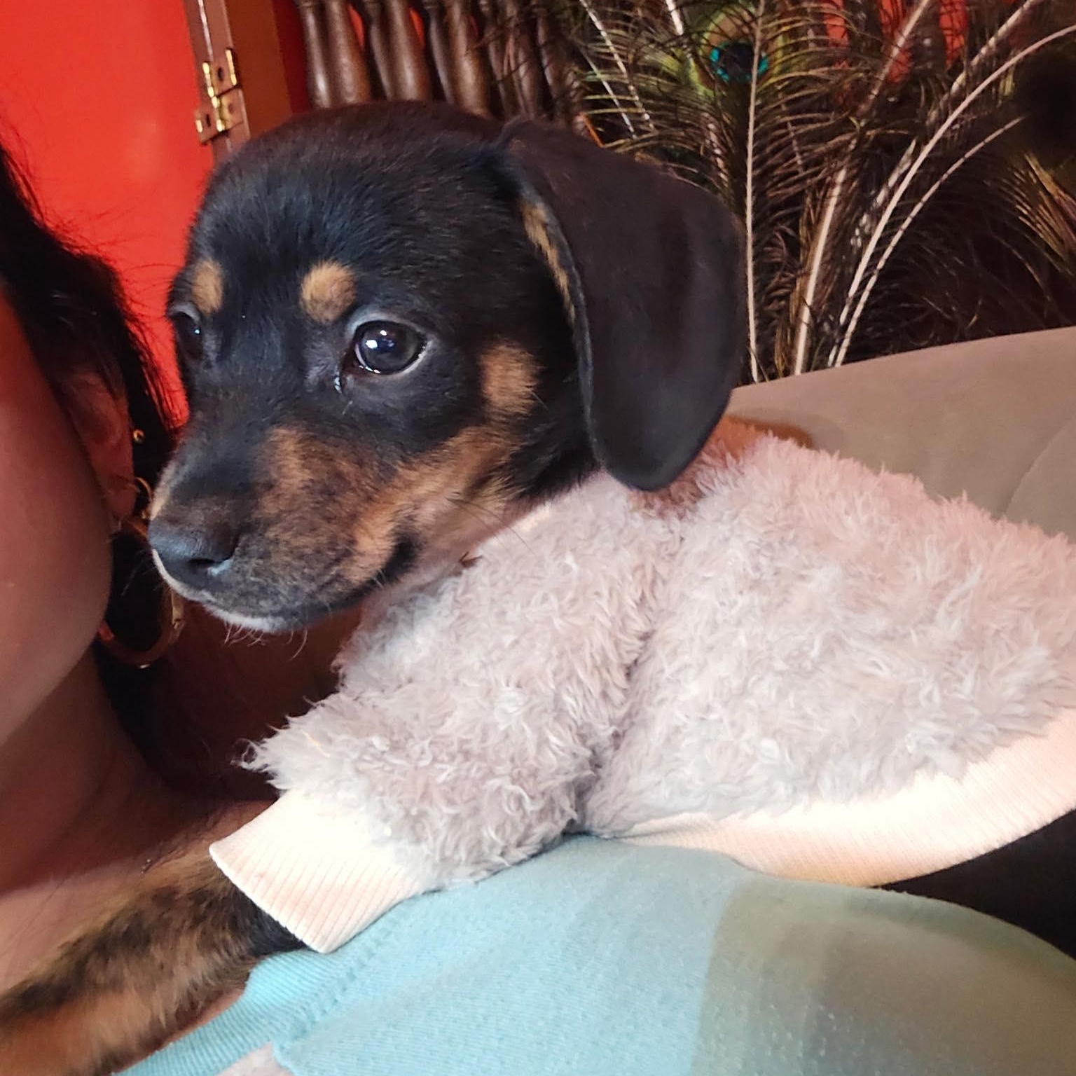 Ozzy, Adoptable, Puppy Male Dachshund.