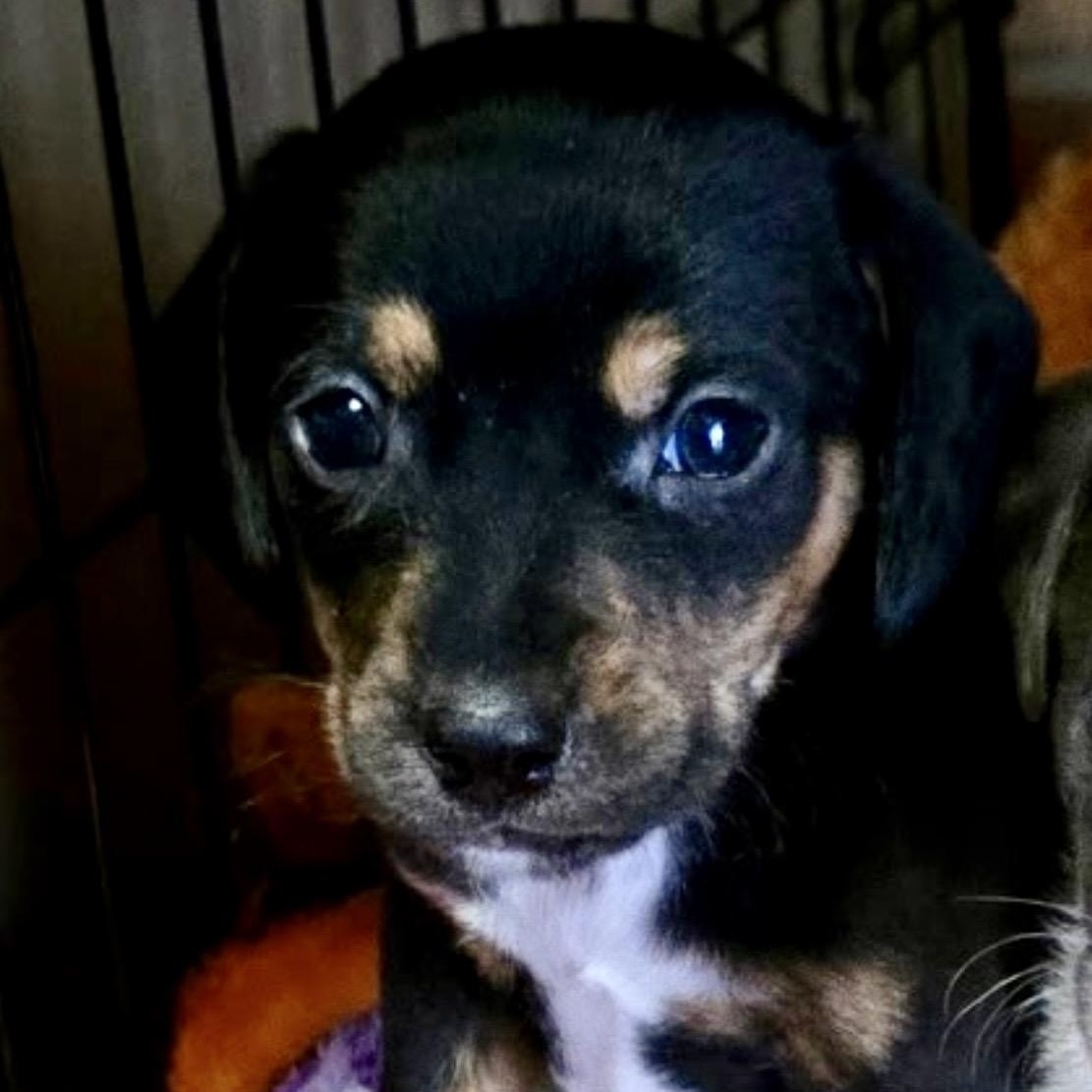 Enlarge Ozzy, a Adoptable mixed breed in Waxhaw, NC image 1/1