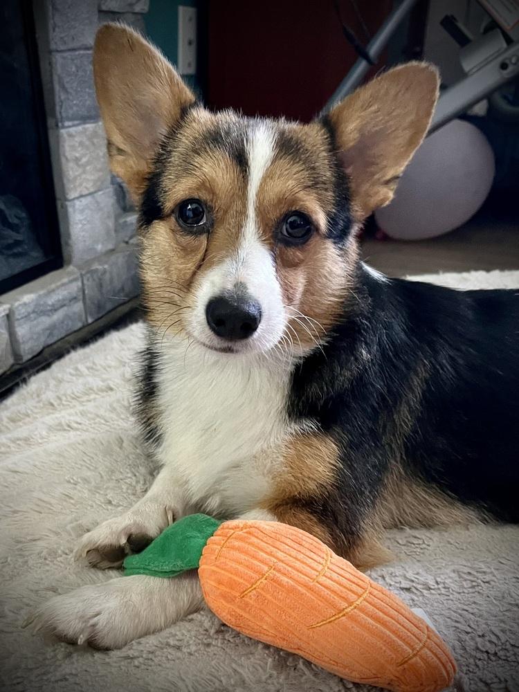 Timmy, Adoptable, Adult Male Corgi.