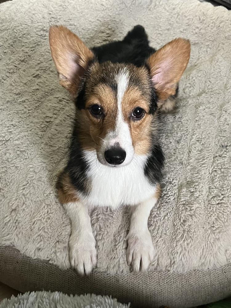 Enlarge Timmy, a Adoptable mixed breed in Tulsa, OK image 3/4