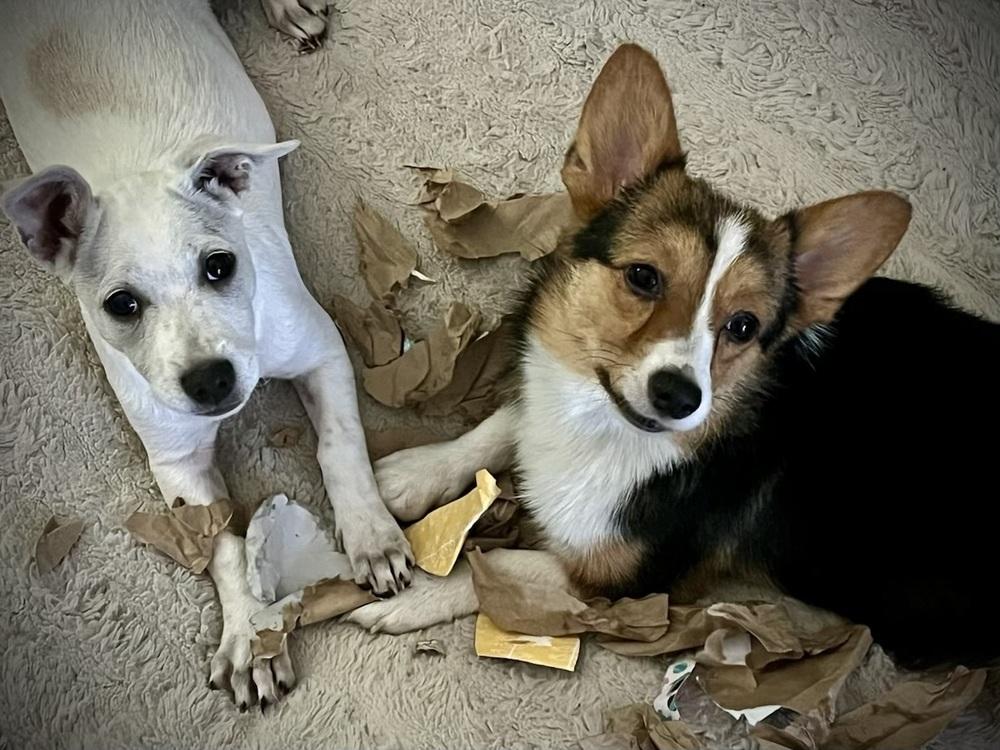 Enlarge Timmy, a Adoptable mixed breed in Tulsa, OK image 4/4