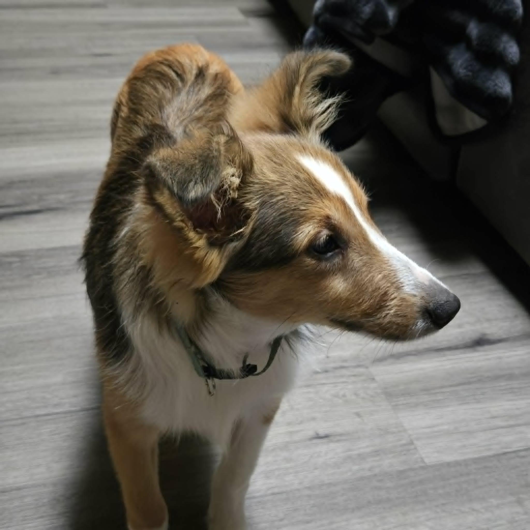 Enlarge BAGEL, an adopted Shetland Sheepdog / Sheltie in Aurora, CO image 3/6