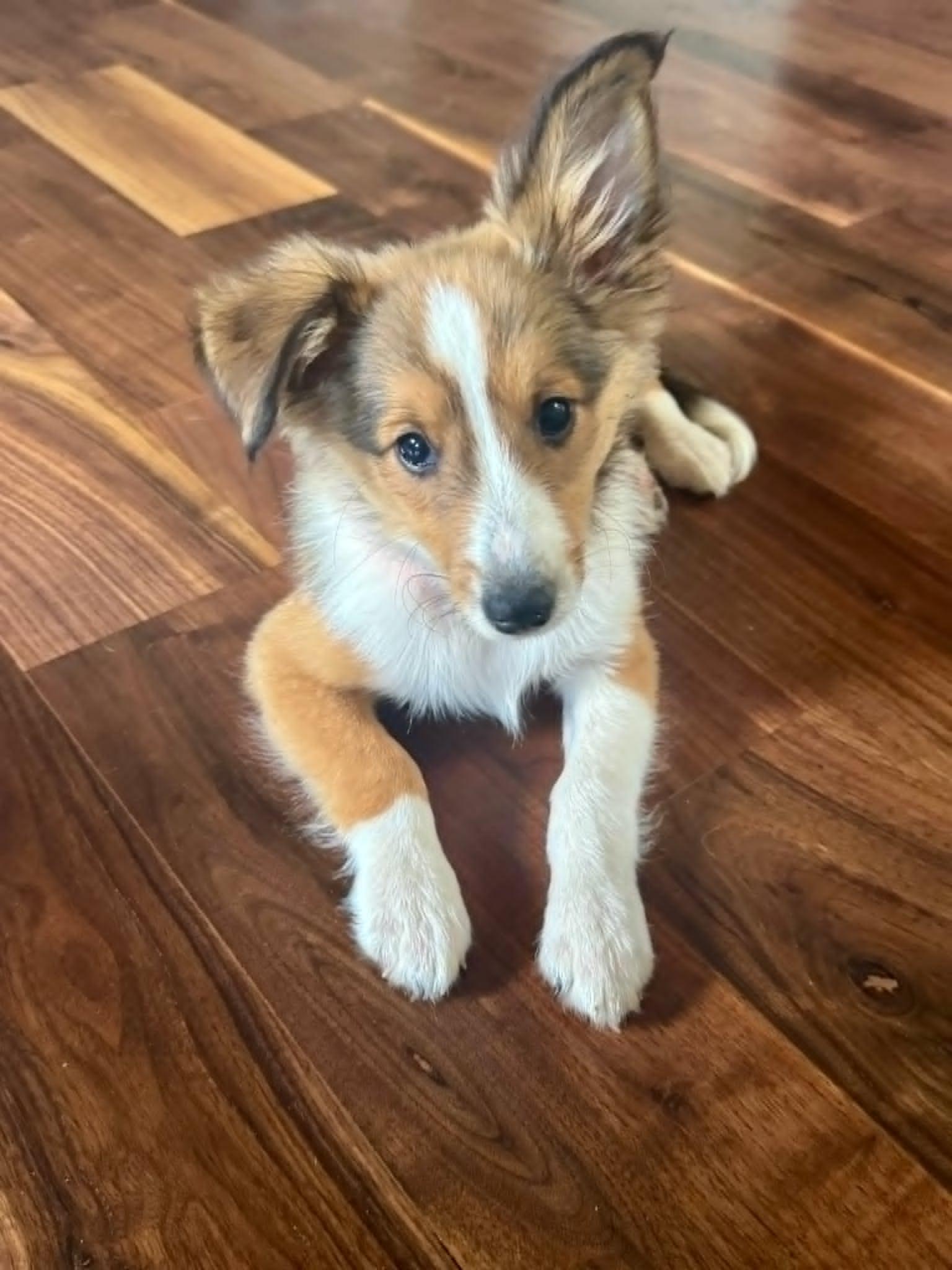 Enlarge BAGEL, an adopted Shetland Sheepdog / Sheltie in Aurora, CO image 5/6