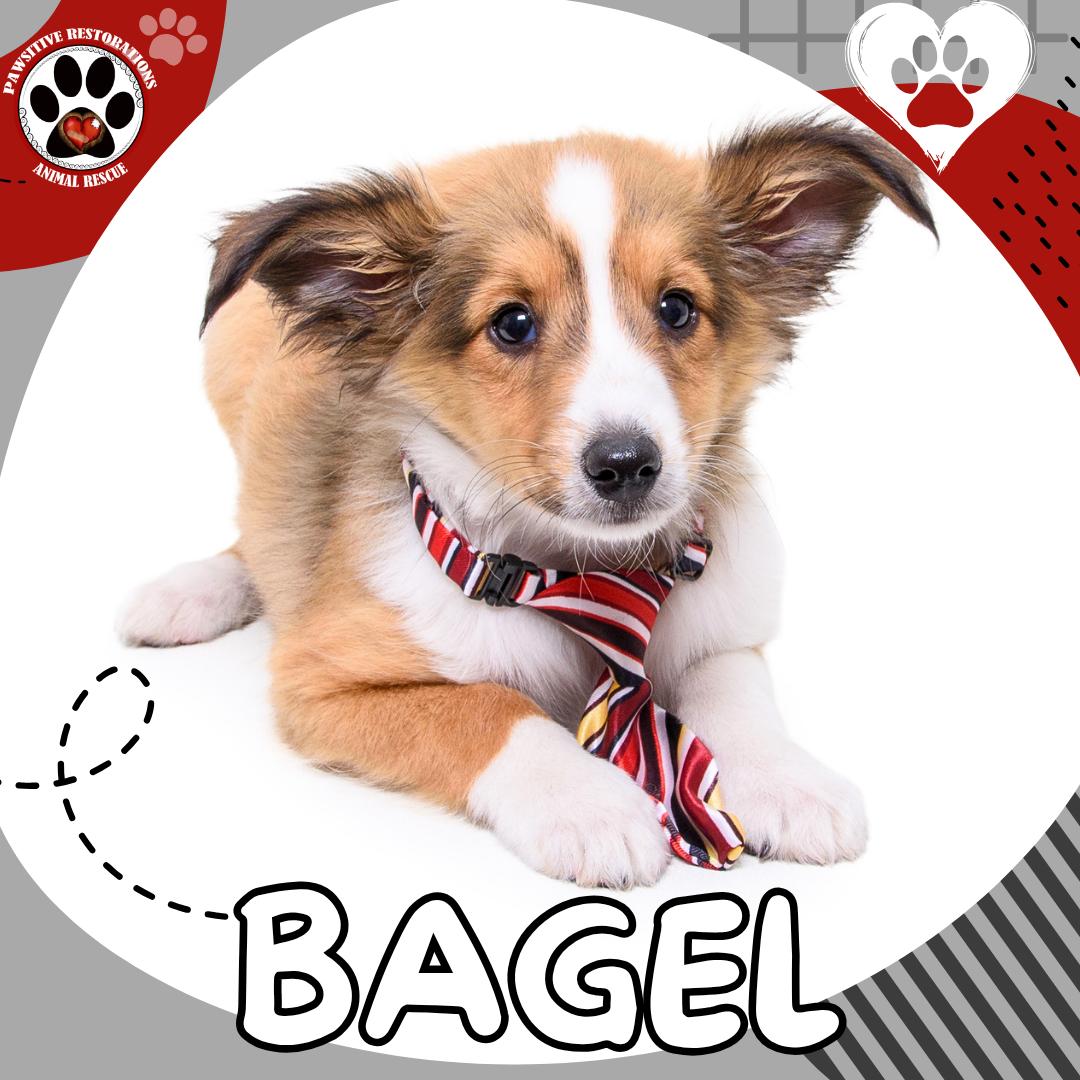 Enlarge BAGEL, an adopted Shetland Sheepdog / Sheltie in Aurora, CO image 4/6