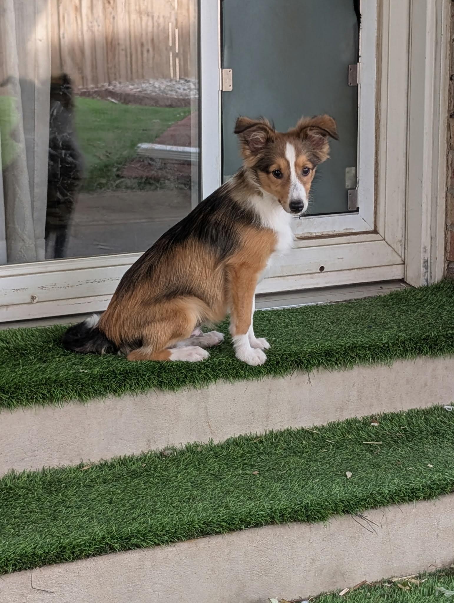 Enlarge BAGEL, an adopted Shetland Sheepdog / Sheltie in Aurora, CO image 2/6