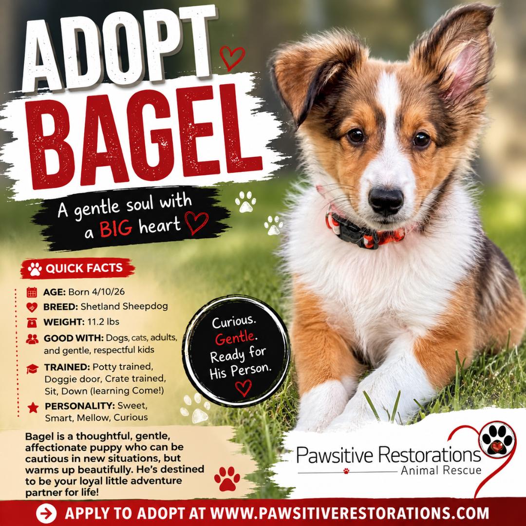 BAGEL, adopted, Puppy Male Shetland Sheepdog / Sheltie.