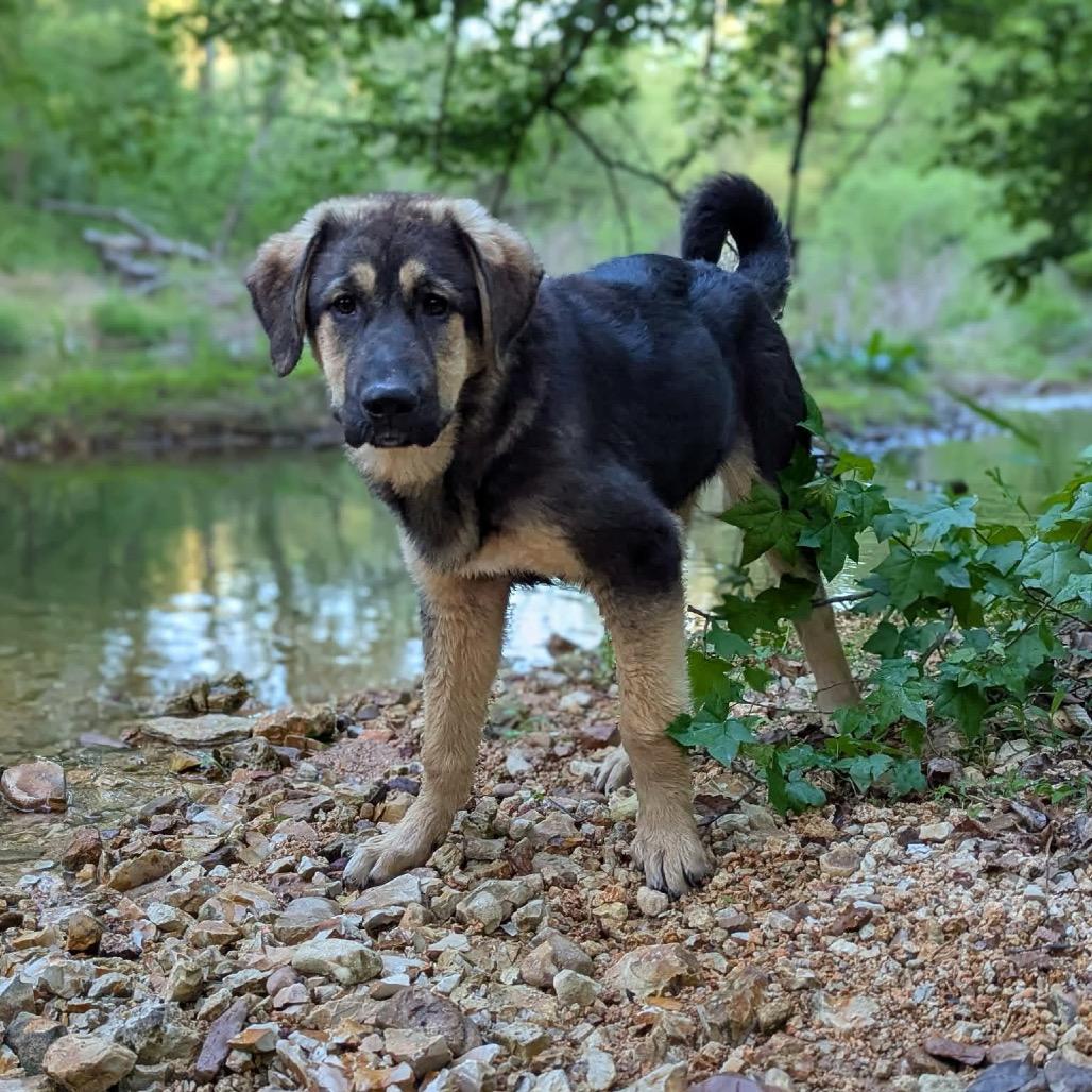 Pringle, Adoptable, Young Female Tibetan Mastiff.