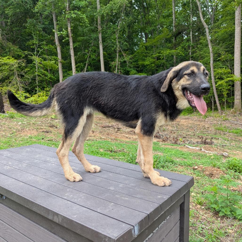 Enlarge Pringle, a Adoptable Tibetan Mastiff in Duck River, TN image 2/3