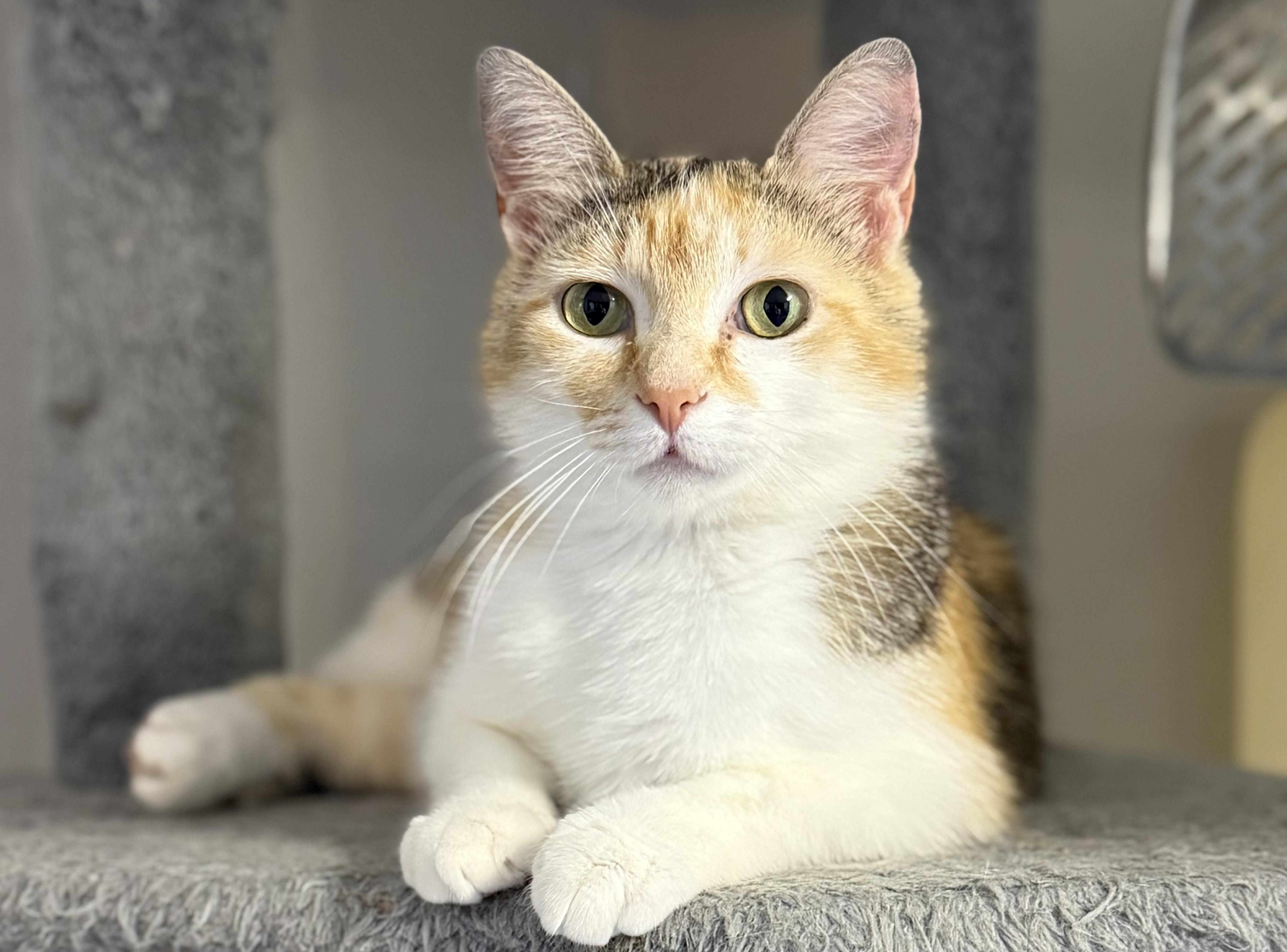 Rose Marie, Adult Female Calico
