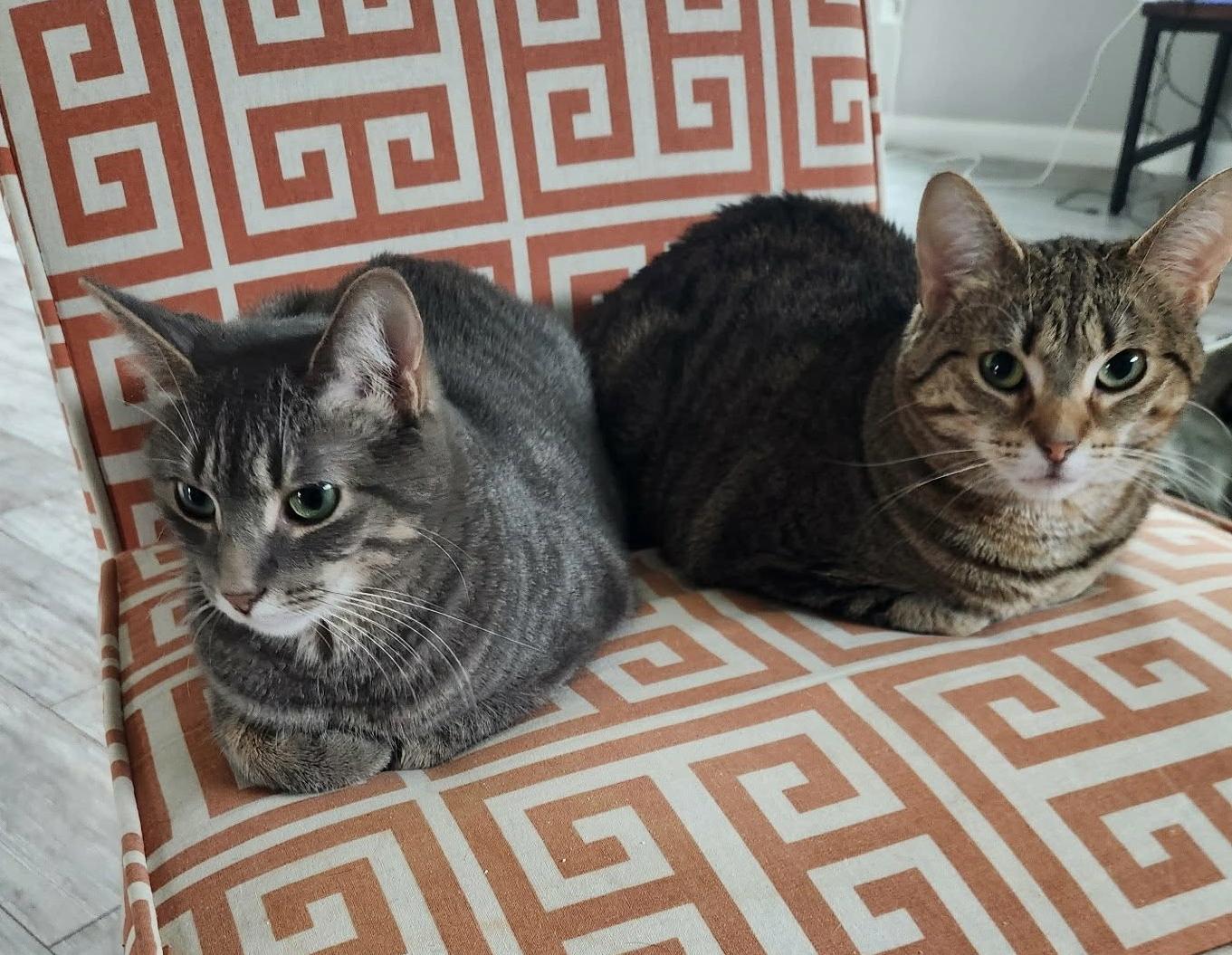 MARY & NUGGET (BONDED PAIR), Adoptable, Adult Female Domestic Short Hair.