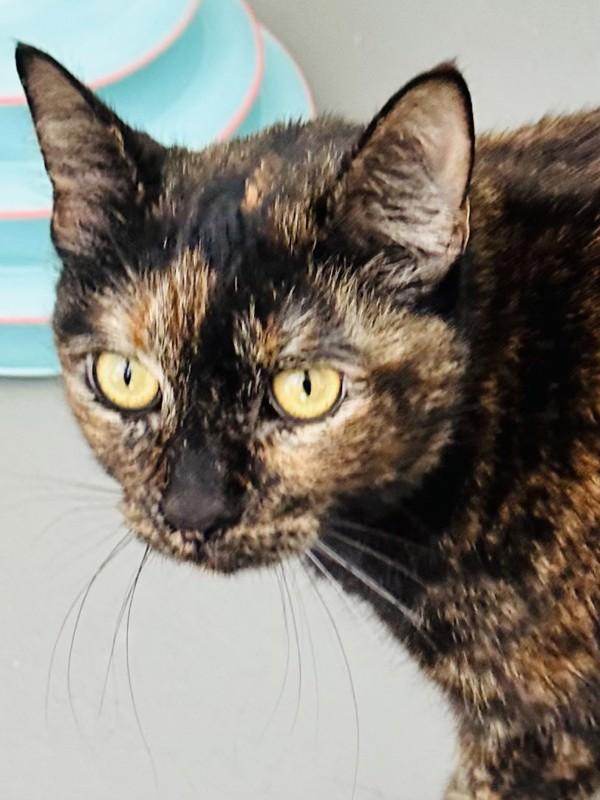 Izzy, Adoptable, Adult Female Domestic Short Hair.