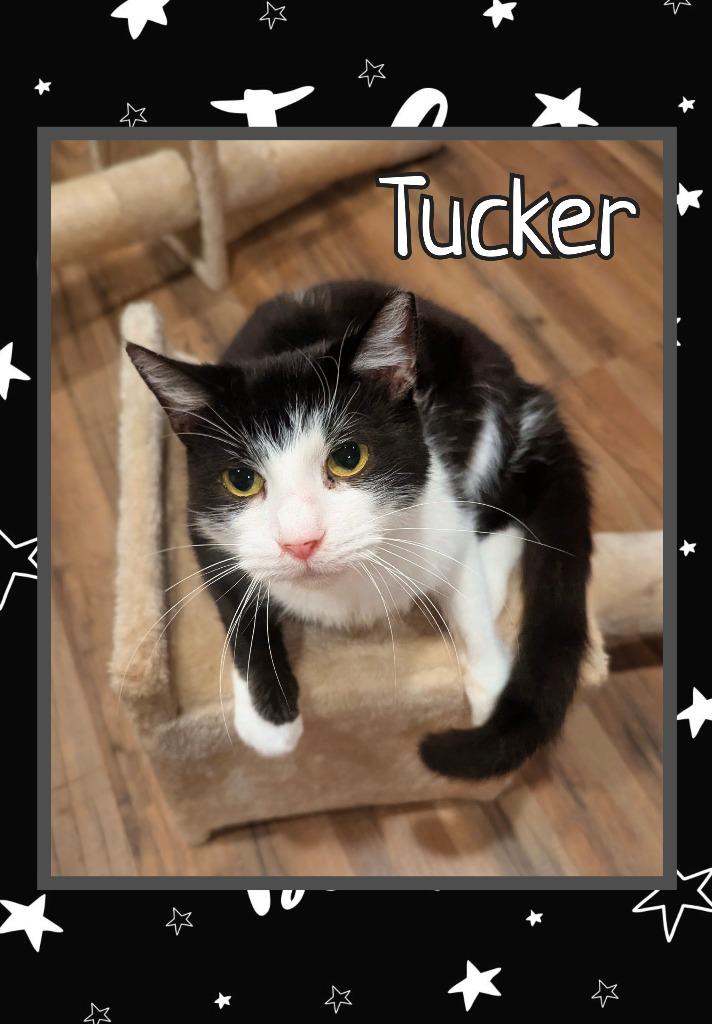 Tucker, Adoptable, Adult Male Domestic Short Hair.